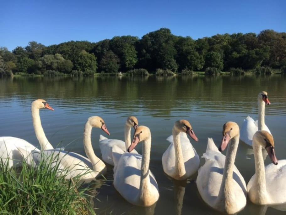 Chaleureux Face A L'etang Precy